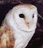 barn owl