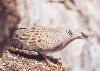 turtledove