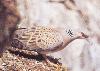 turtledove