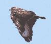 buzzard