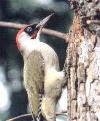 woodpecker